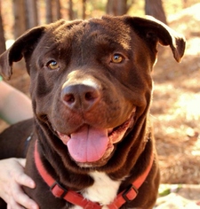 American Pit Bull Terrier-Chesapeake Bay Retriever Mix Dogs for adoption in Suwanee, GA, USA