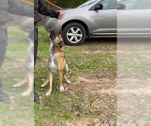 German Shepherd Dog Dogs for adoption in Houston, TX, USA