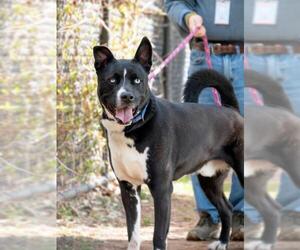 Siberian Husky-Unknown Mix Dogs for adoption in Derwood, MD, USA