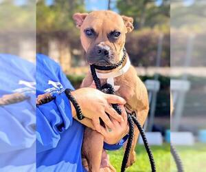 Black Mouth Cur-Unknown Mix Dogs for adoption in Fort Lauderdale, FL, USA