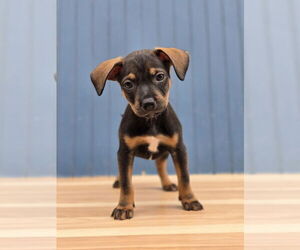 Chihuahua-Unknown Mix Dogs for adoption in Lakewood, CO, USA