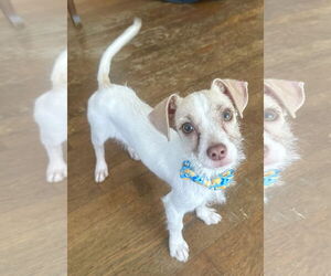 Chihuahua-Parson Russell Terrier Mix Dogs for adoption in Phoenix, AZ, USA