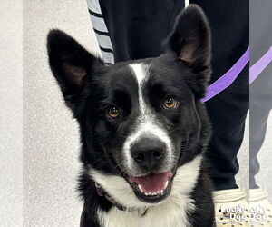Border Collie-Collie Mix Dogs for adoption in Washington, DC, USA