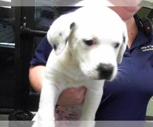 American Pit Bull Terrier-Unknown Mix Dogs for adoption in Tulsa, OK, USA