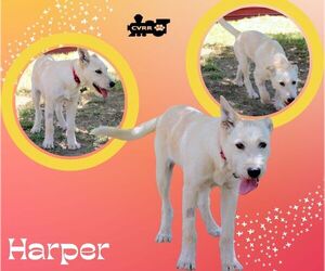 Mutt Dogs for adoption in Lindsay, CA, USA