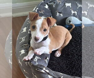 Dachshund-Jack Russell Terrier Mix Dogs for adoption in Valrico, FL, USA