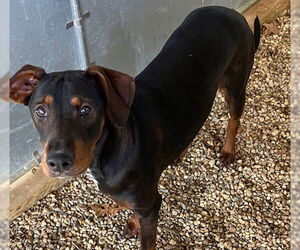 Medium Photo #2 Doberman Pinscher-Unknown Mix Puppy For Sale in Sterling, MA, USA