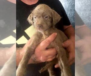 Labrador Retriever Dogs for adoption in Dunnellon, FL, USA