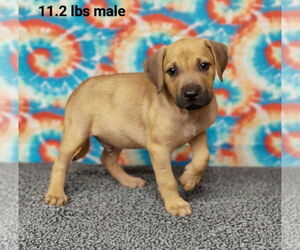 Mutt Dogs for adoption in Royal Palm Beach, FL, USA