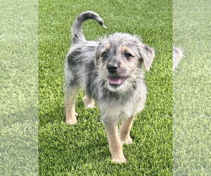Australian Shepherd-Unknown Mix Dogs for adoption in Royal Palm Beach, FL, USA