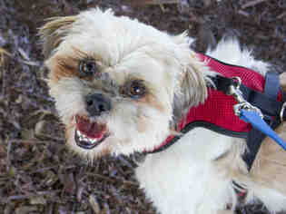 Shih Tzu Dogs for adoption in Santa Rosa, CA, USA