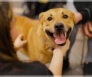Labrador Retriever-Unknown Mix Dogs for adoption in Tulsa, OK, USA