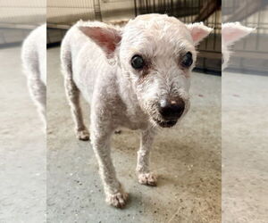 Mutt Dogs for adoption in Boca Raton, FL, USA