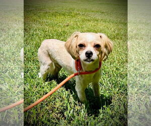 Mal-Shi Dogs for adoption in Pacolet, SC, USA