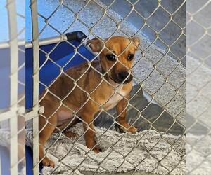 Chihuahua-Unknown Mix Dogs for adoption in Lodi, CA, USA