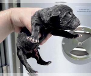 American Pit Bull Terrier-Unknown Mix Dogs for adoption in Houston, TX, USA