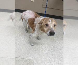 Labrador Retriever-Unknown Mix Dogs for adoption in Conroe, TX, USA