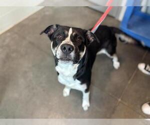 Carolina Dog-Unknown Mix Dogs for adoption in Tavares, FL, USA