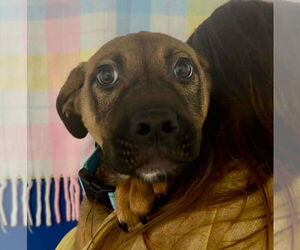 Mutt Dogs for adoption in Woodbury, NY, USA