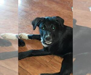 Labrador Retriever Dogs for adoption in Vernon, IN, USA