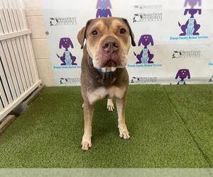 American Pit Bull Terrier Dogs for adoption in Orlando, FL, USA