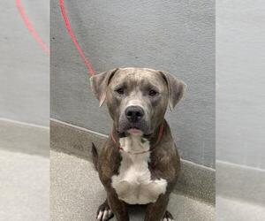 American Pit Bull Terrier-Unknown Mix Dogs for adoption in Las Vegas, NV, USA