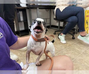 Chihuahua Dogs for adoption in Raleigh, NC, USA