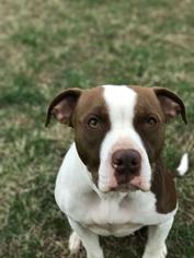 American Pit Bull Terrier Dogs for adoption in Christiana, TN, USA