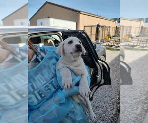 Labrador Retriever-Unknown Mix Dogs for adoption in Bolivar, MO, USA