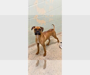 Boxer Dogs for adoption in Austin, TX, USA