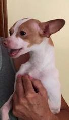 Medium Photo #1 Chihuahua-Unknown Mix Puppy For Sale in Wheaton, IL, USA