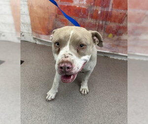 Mutt Dogs for adoption in San Bernardino, CA, USA