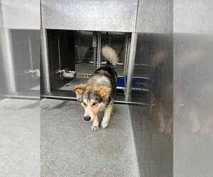 Siberian Husky-Unknown Mix Dogs for adoption in Downey, CA, USA