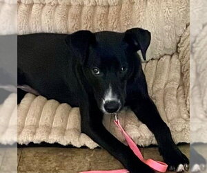 Medium Photo #6 Labrador Retriever-Unknown Mix Puppy For Sale in Canton, CT, USA