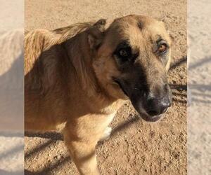 Mutt Dogs for adoption in Apple Valley, CA, USA
