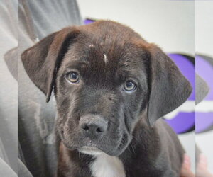 Boxer-Unknown Mix Dogs for adoption in Huntley, IL, USA
