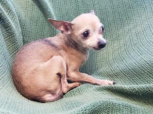 Chihuahua Dogs for adoption in Fairfield, CA, USA