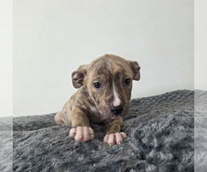 American Pit Bull Terrier Dogs for adoption in MIDWAY, UT, USA