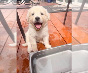 Akbash-Great Pyrenees Mix Dogs for adoption in Denver , CO, USA