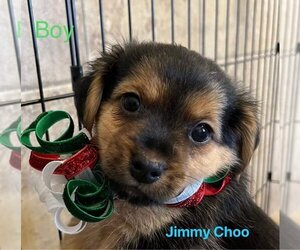 Shih-Poo Dogs for adoption in Oak Bluffs, MA, USA