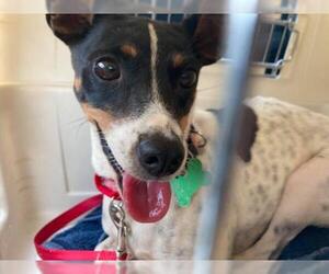 Rat Terrier Dogs for adoption in Crystal , MN, USA