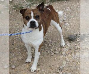 Boston Terrier Dogs for adoption in Bandera, TX, USA