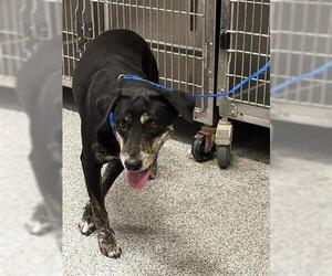 Labrador Retriever-Unknown Mix Dogs for adoption in Houston, TX, USA