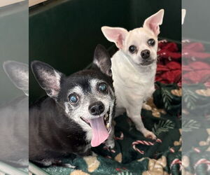 Chihuahua-Unknown Mix Dogs for adoption in Clarkston, MI, USA