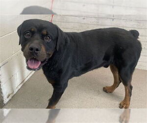 Rottweiler Dogs for adoption in San Bernardino, CA, USA