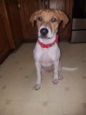 Labrador Retriever-Unknown Mix Dogs for adoption in Anoka, MN, USA