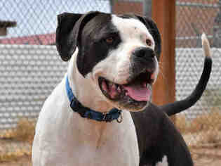 Bullboxer Pit Dogs for adoption in Santa Fe, NM, USA
