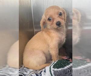 Mutt Dogs for adoption in San Martin, CA, USA