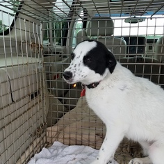 Border-Aussie Dogs for adoption in Wilmington, DE, USA