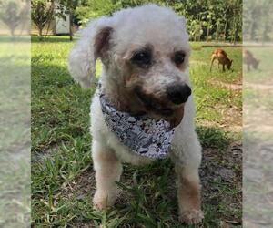 Bichpoo Dogs for adoption in Sanford, FL, USA